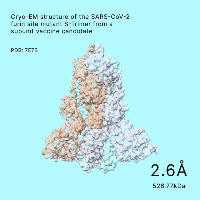 SARS-CoV-2 furin site mutant S-Trimer, a subunit vaccine candidate, detailed at 2.6Å resolution and weighing 526.77kDa from Shuimu Biosciences