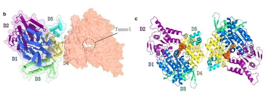 Polθ-Novobiocin complex